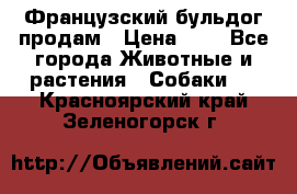 Французский бульдог продам › Цена ­ 1 - Все города Животные и растения » Собаки   . Красноярский край,Зеленогорск г.